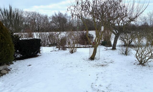 Garten mit Rasenfläche vor dem Haus